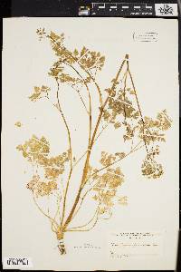 Chaerophyllum procumbens image