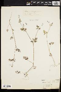 Chaerophyllum procumbens image