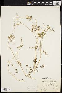 Chaerophyllum procumbens image