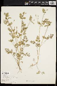 Chaerophyllum procumbens image