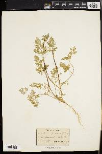 Chaerophyllum procumbens image