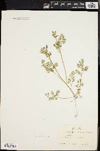 Chaerophyllum procumbens image