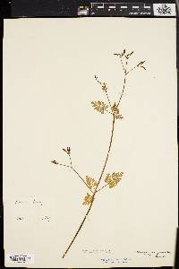 Chaerophyllum procumbens image