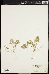 Chaerophyllum procumbens image