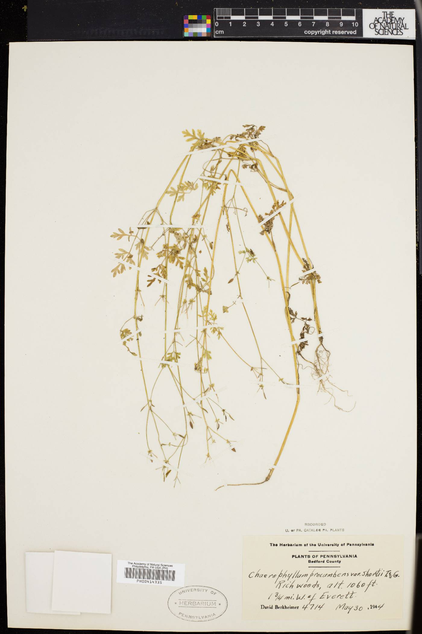 Chaerophyllum procumbens var. shortii image