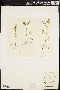 Chaerophyllum procumbens image