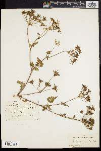 Image of Chaerophyllum temulum