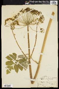 Angelica atropurpurea image