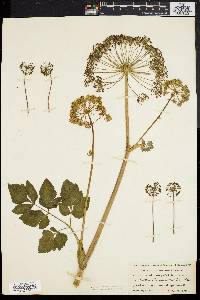 Angelica atropurpurea image