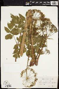 Angelica atropurpurea image