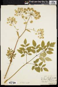 Angelica villosa image