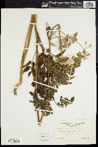 Angelica villosa image