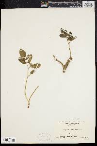 Angelica villosa image