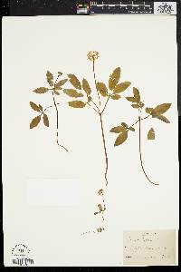 Panax trifolium image