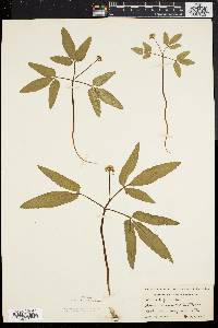 Panax trifolium image