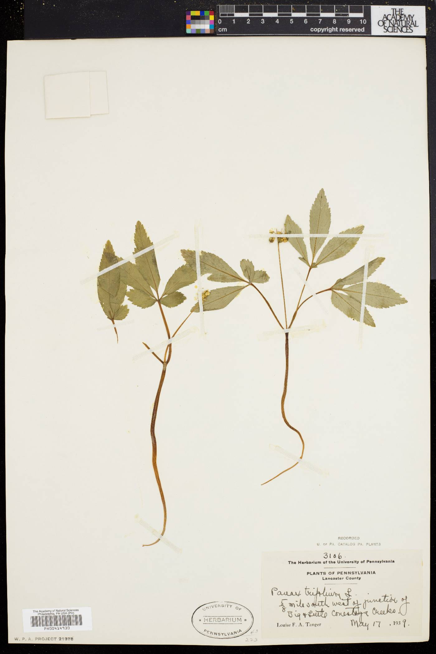 Panax trifolium image