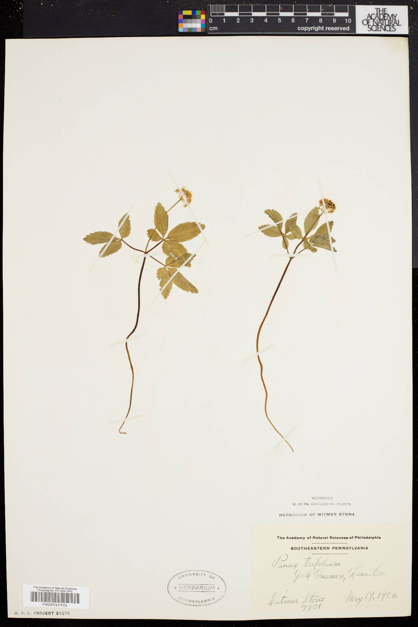 Panax trifolium image