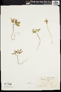 Panax trifolium image