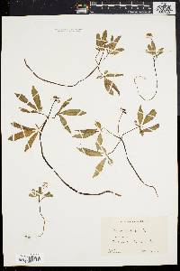 Panax trifolium image