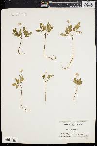 Panax trifolium image