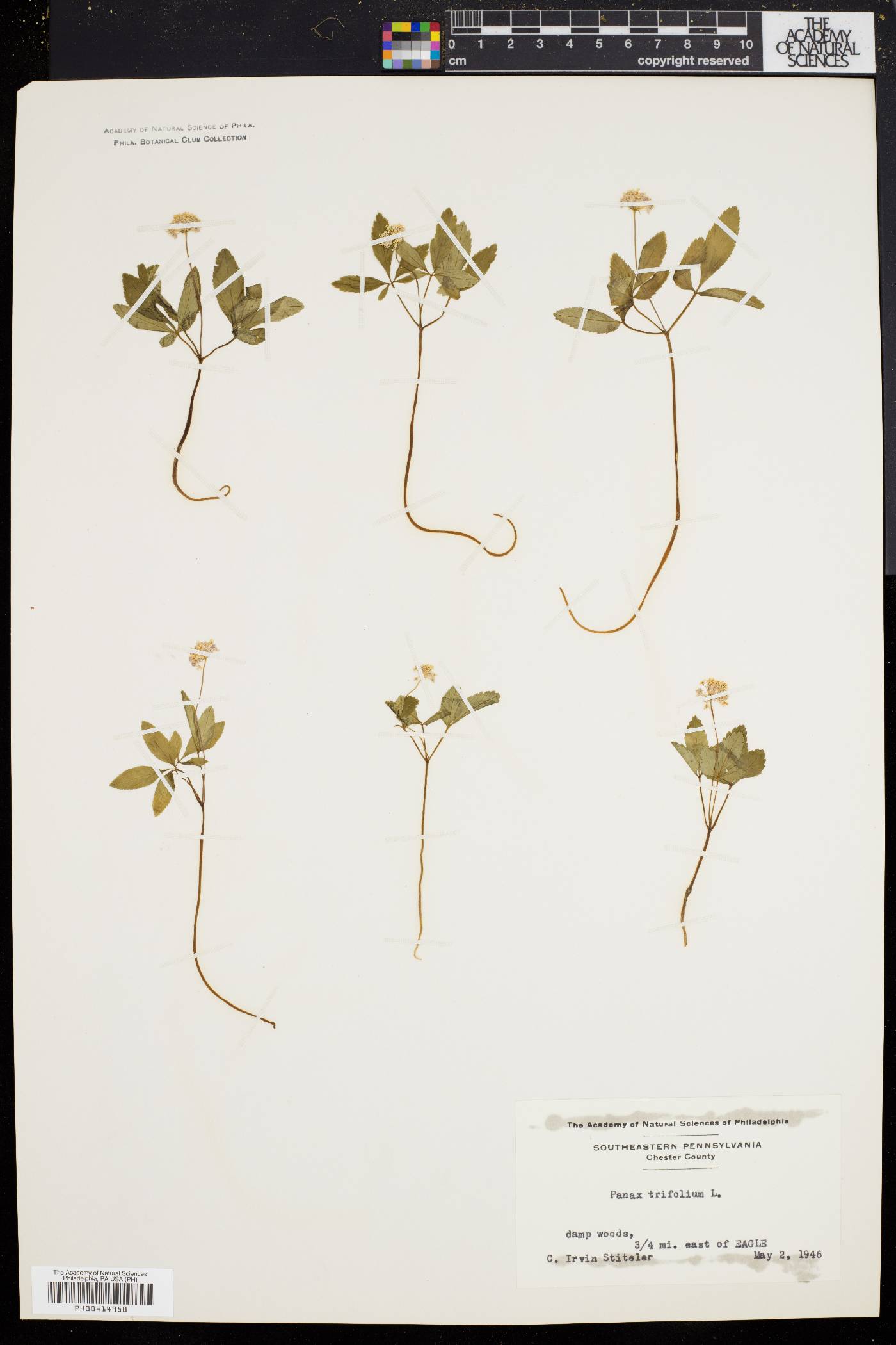 Panax trifolium image