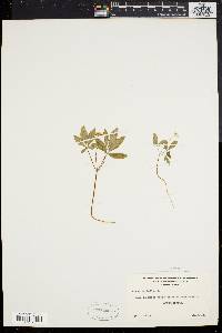 Panax trifolium image