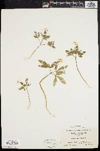 Panax trifolium image