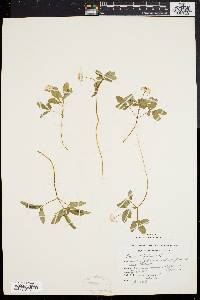 Panax trifolium image