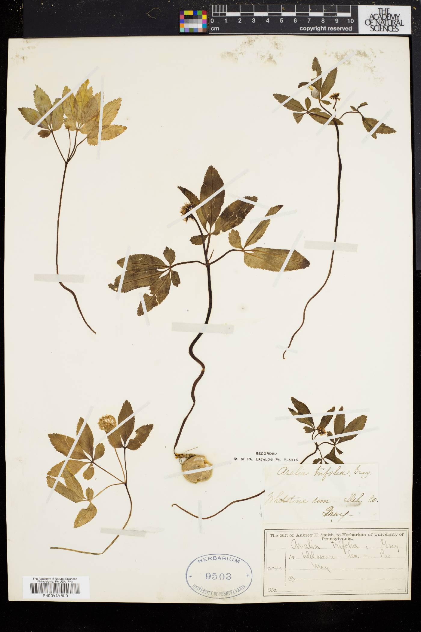 Panax trifolium image