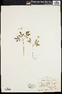 Panax trifolium image