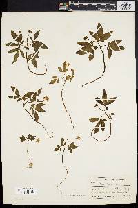 Panax trifolium image