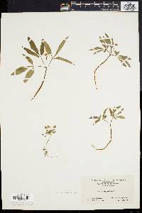 Panax trifolium image