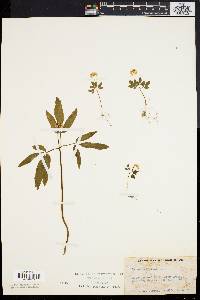 Panax trifolium image