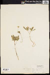 Panax trifolium image