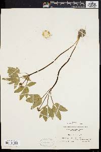 Panax trifolium image