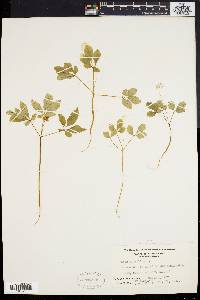 Panax trifolium image