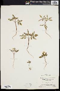 Panax trifolium image