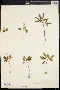 Panax trifolium image