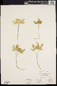 Panax trifolium image