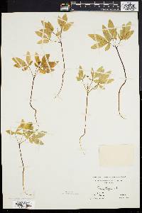 Panax trifolium image