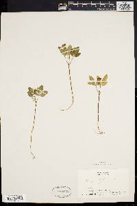 Panax trifolium image