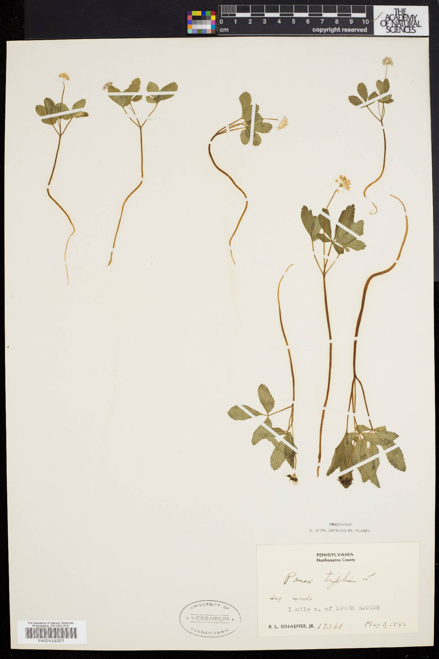 Panax trifolium image