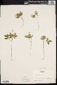 Panax trifolium image