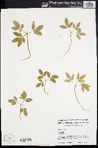 Panax trifolium image