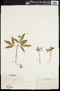 Panax trifolium image