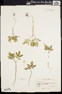 Panax trifolium image