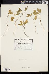 Panax trifolium image