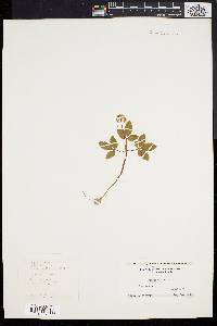 Panax trifolium image