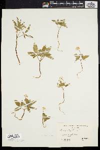 Panax trifolium image