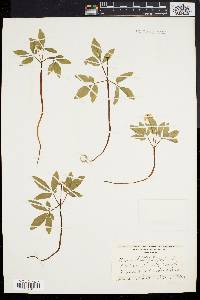 Panax trifolium image